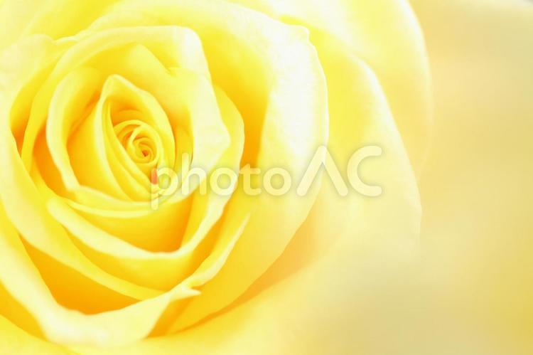 薔薇１ 薔薇,ローズエキス,マクロの写真素材