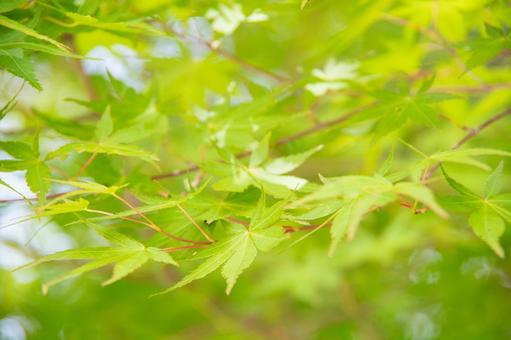 青もみじ 自然,紅葉,もみじの写真素材