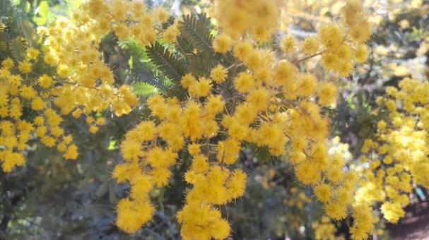 Photo, mimosa, yellow flowers, friendship, 