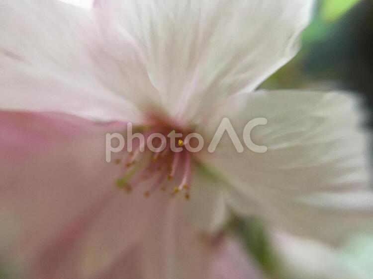 御殿場桜の花びら 御殿場桜,桜,花の写真素材