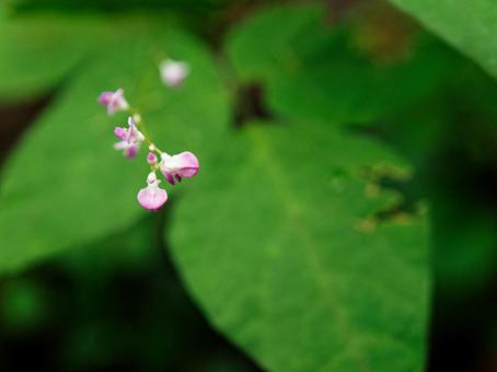小さなピンクの花 小さなピンクの花の写真