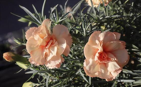 オランダナデシコ カーネーション,花,自然の写真素材