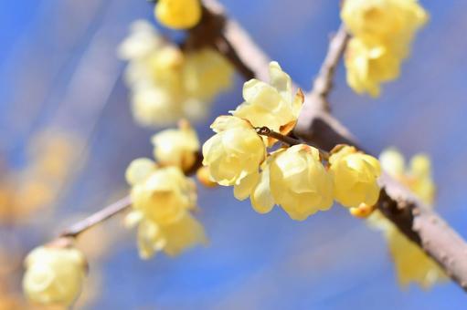 蝋梅の花 蝋梅の花の写真
