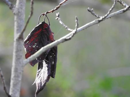 秋の風景の写真
