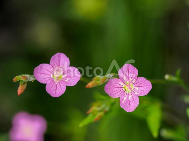 ユウゲショウのある風景 ユウゲショウ,草花,花の写真素材