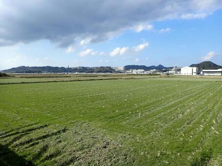 冬の田園風景 田んぼ,収穫後,孫生えの写真素材