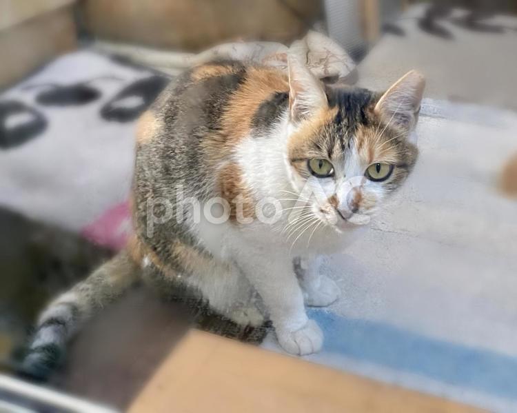 お座りするシマミケ猫さま 猫,野良,縞三毛の写真素材