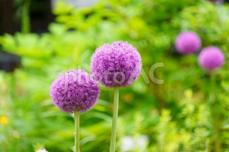 アリウム・ギガンチウム アリウム・ギガンチウム,花ネギ,紫色の花の写真素材