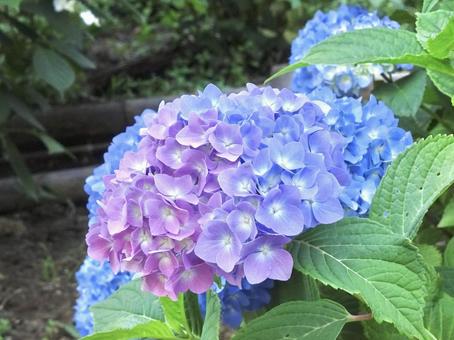 紫色と青色の紫陽花 紫色と青色の紫陽花 アジサイ,あじさい,青の写真素材
