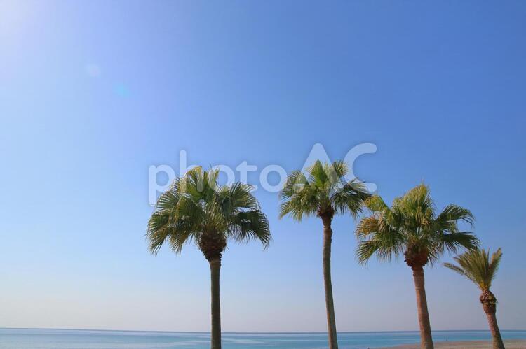 ヤシの木 ヤシの木,パームツリー,空の写真素材