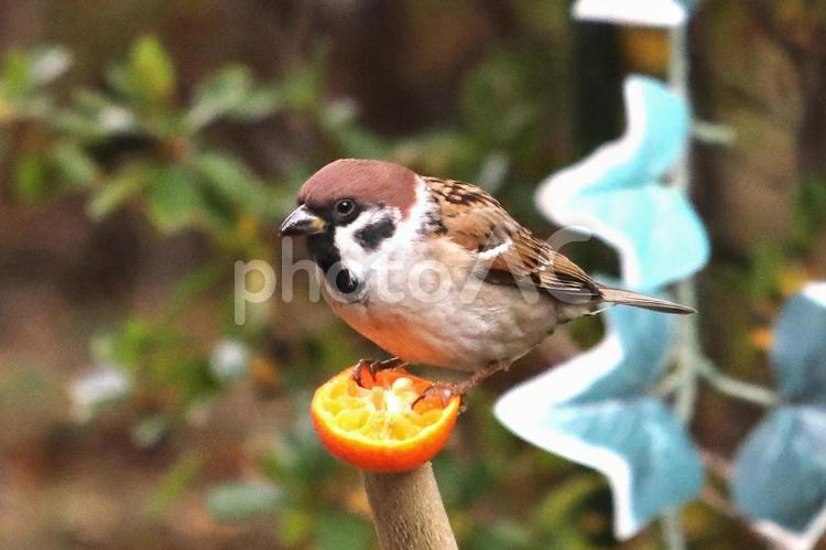 すずめとみかん 野鳥,小鳥,スズメの写真素材