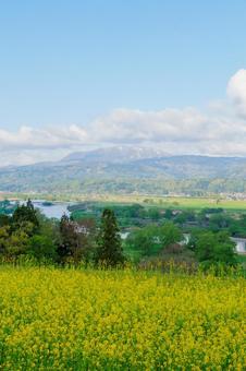 250503飯山市菜の花公園の写真