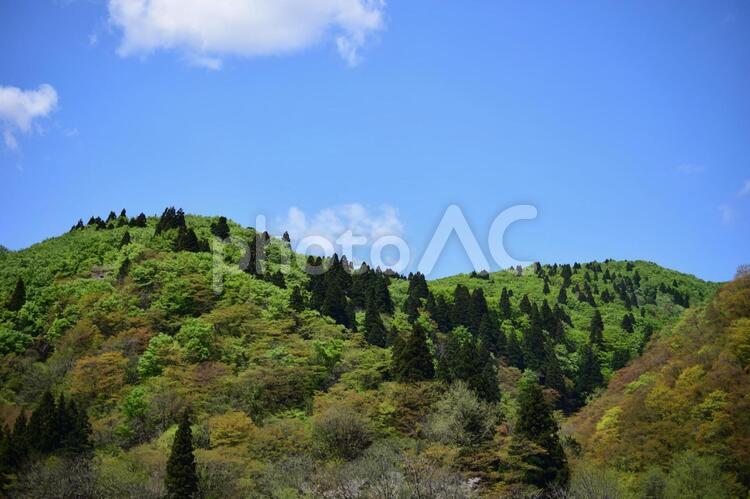 ブナとスギのお山 お山,コントラスト,緑の写真素材