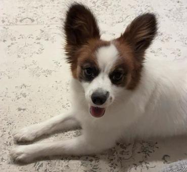 くつろぎ中の犬 くつろぎ中の犬の写真