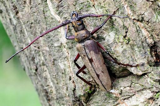 ウスバカミキリ ウスバカミキリ,甲虫,昆虫の写真素材