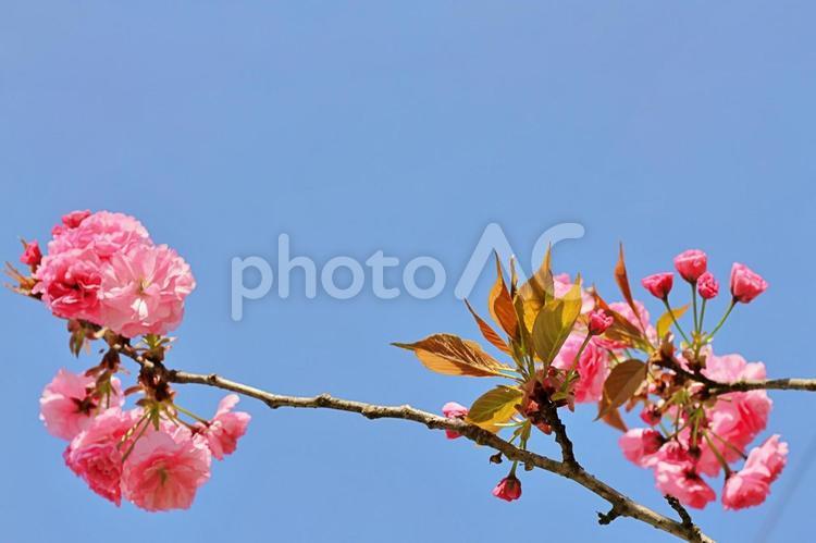 桜の花：コピースペースあり 桜,さくら,春の写真素材