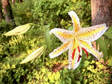 Photo, yamayuri, mountain lily, flower, 