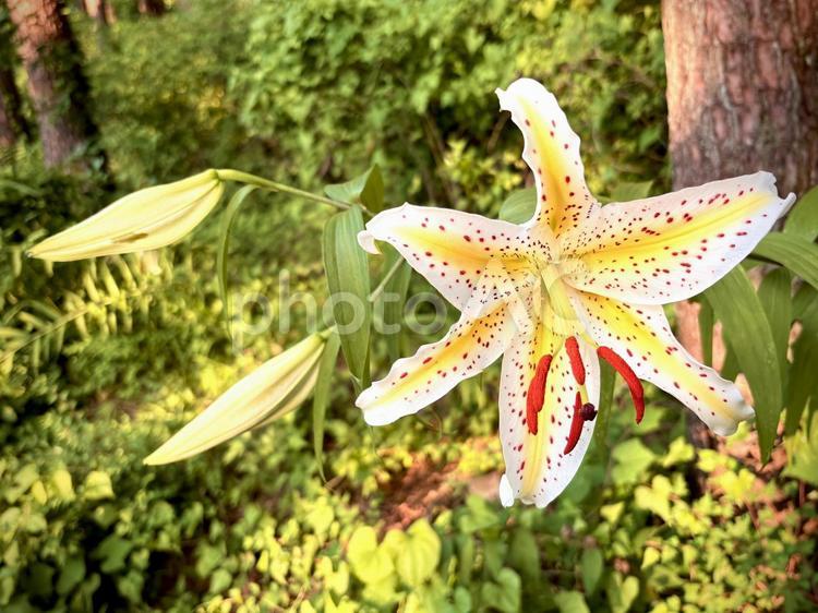 夕陽に照らされたヤマユリの花 02 ヤマユリ,山百合,花の写真素材
