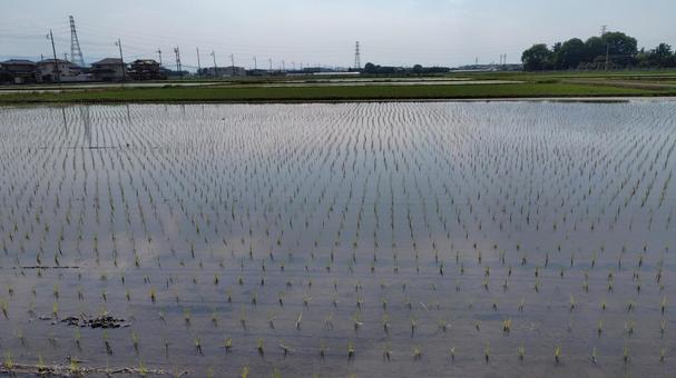 田植えが済んで#01 田植えが済んで#01の写真