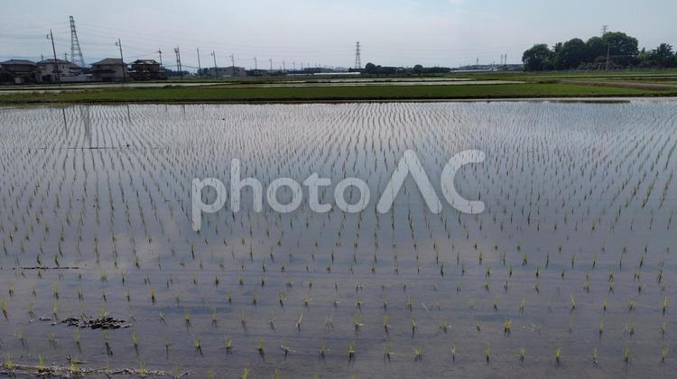 田植えが済んで#01 田植え,稲,稲作の写真素材