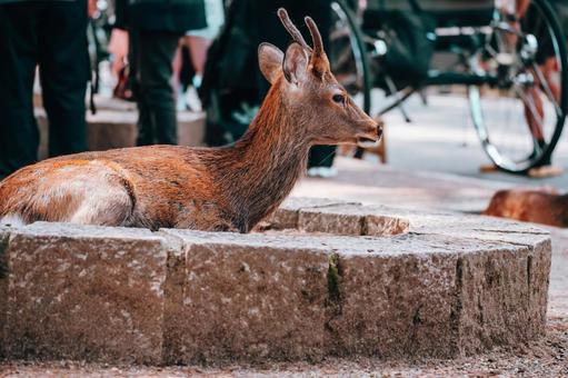 ここは私の縄張りです ここは私の縄張りです 鹿,動物,保護の写真素材