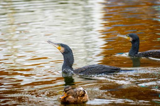 池を泳ぐカワウ 池を泳ぐカワウの写真