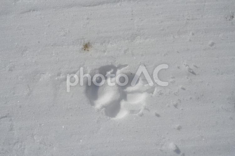 犬の足跡　愛犬の散歩中の雪の足跡 雪,冬,外の写真素材