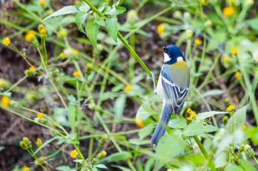 シジュウカラ(122)の写真