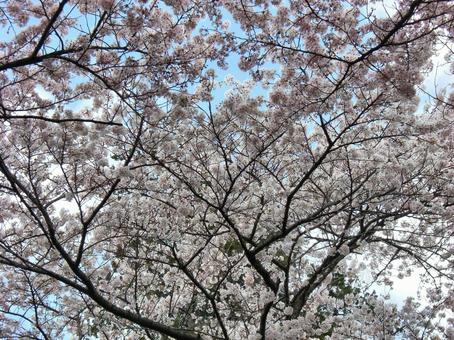 清水公園の桜-52 清水公園の桜-52の写真