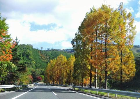 色づき始めた秋の道路 色づき始めた秋の道路の写真