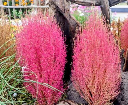 箒の材料 コキア,植物,自然の写真素材