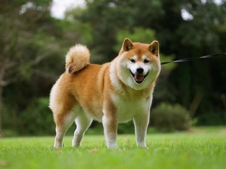 お散歩中の柴犬 お散歩中の柴犬 犬,柴犬,可愛い犬の写真素材