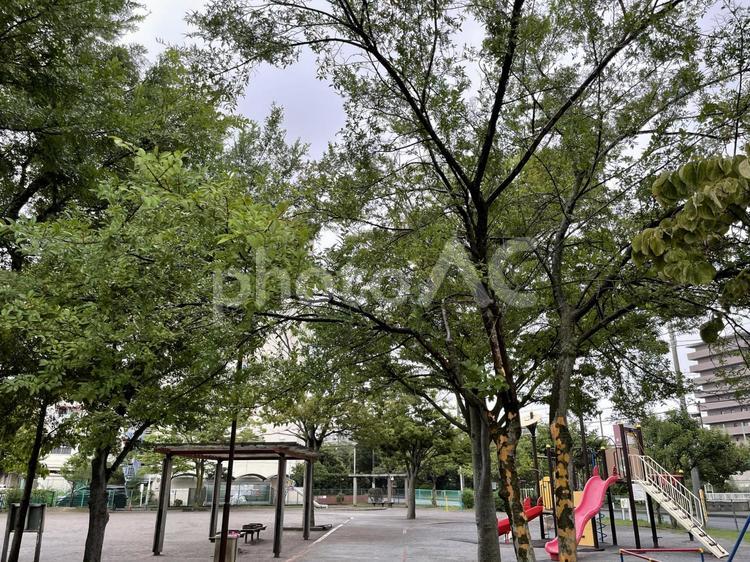 公園内の木々 緑,木,木々の写真素材