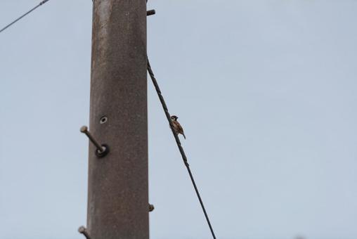 電線に止まって辺りを見回すスズメ 電線に止まって辺りを見回すスズメの写真
