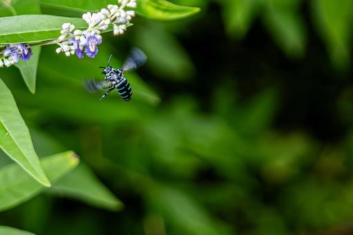 Hovering Blue Bee, JPG Hovering Blue Bee, JPG