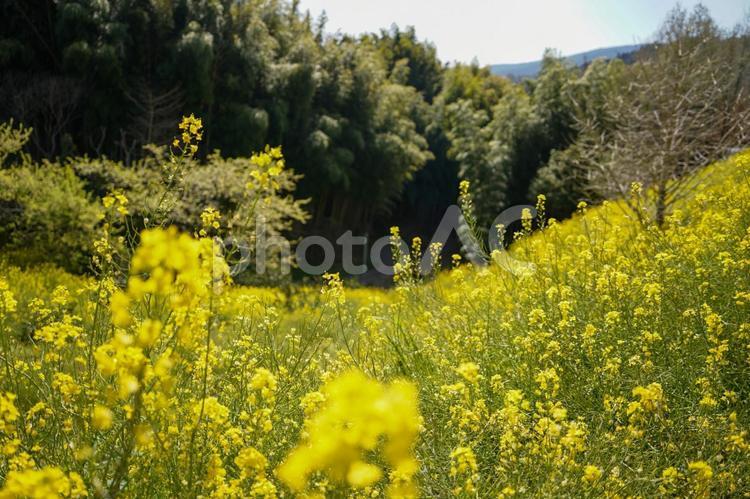 黄色の菜の花（愛媛県伊予市） 菜の花,四国,愛媛の写真素材