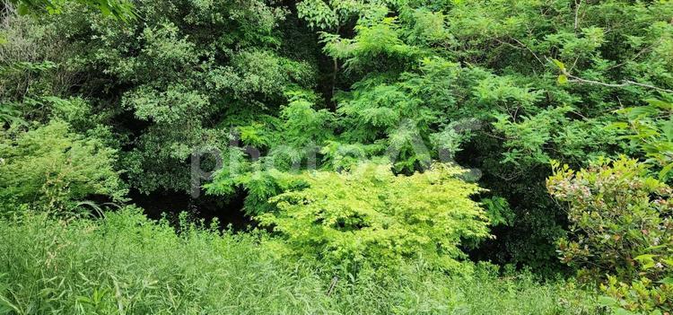 雑木林（右から） 木,樹木,草の写真素材