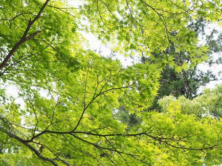木漏れ日 木漏れ日 木漏れ日,新緑,自然の写真素材