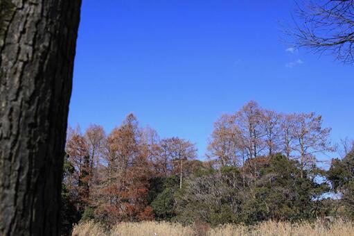 公園の自然の景色の写真