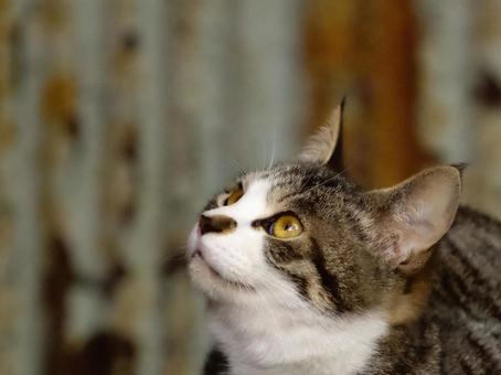 猫の顔クローズアップ 猫の顔クローズアップ 猫,野良猫,キジトラの写真素材
