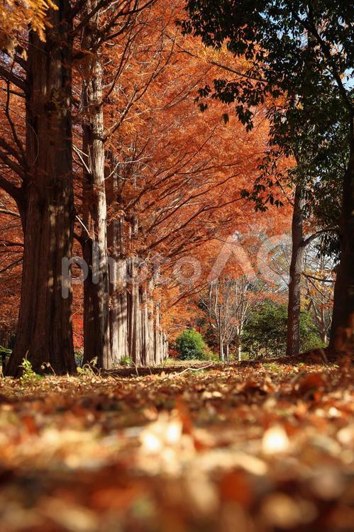 加須はなさき公園のメタセコイア 加須はなさき公園,メタセコイア,メタセコイア並木の写真素材