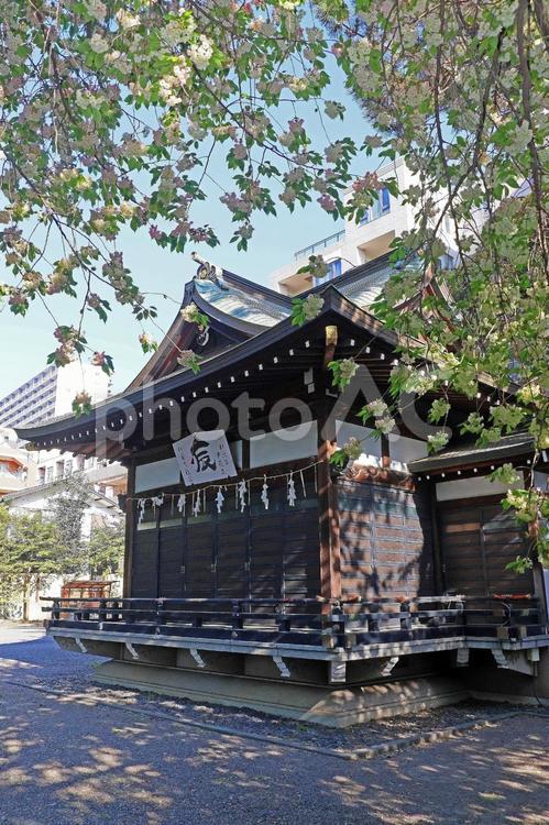 杵築大社（武蔵野） 杵築大社,大国主大神,事代主大神の写真素材