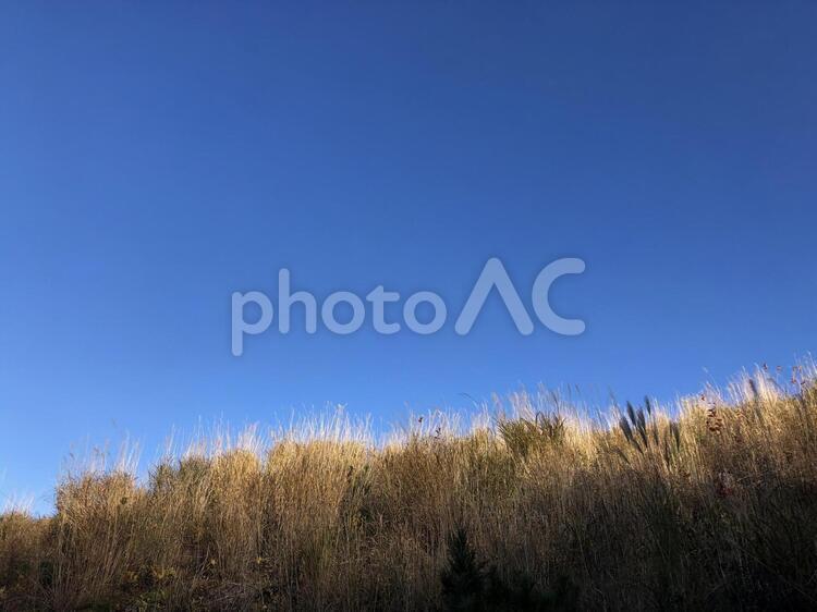秋の枯れススキちょっと斜めから ススキ,枯れススキ,10月の写真素材