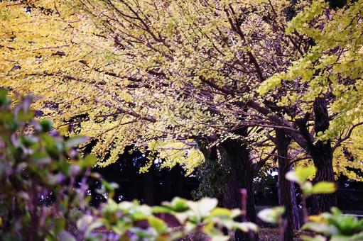 黄色く染まったイチョウの木 黄色く染まったイチョウの木の写真