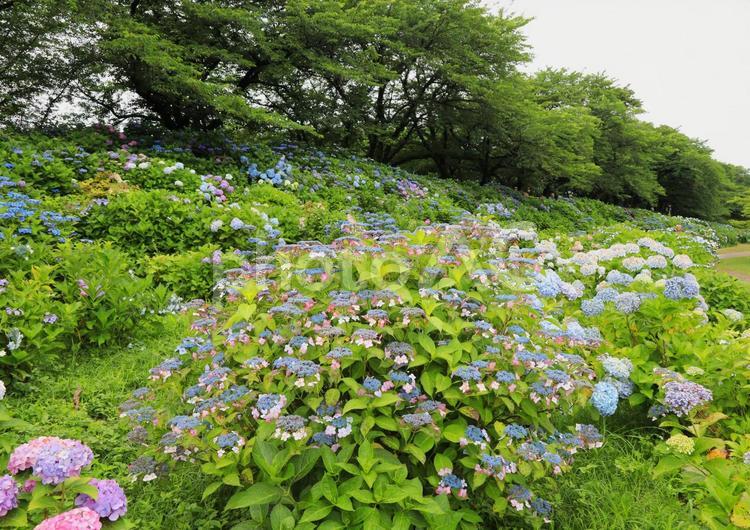権現堂のいろいろな紫陽花 紫陽花,あじさい,権現堂の写真素材