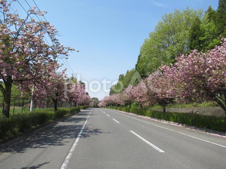 八重桜の並木 八重桜,桜,ピンクの写真素材