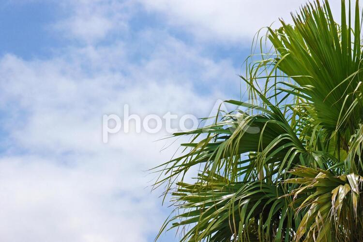 【沖縄】ヤシの木越しの空 空,ビーチ,青の写真素材
