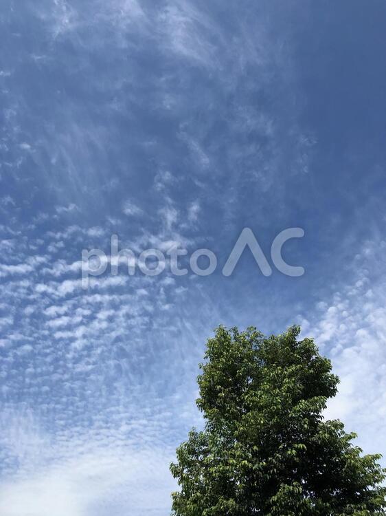 緑の樹とうろこ雲　 夏空,空,雲の写真素材