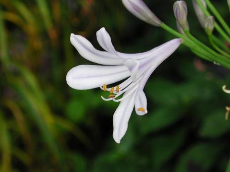 Close-up of a single agapanthus flower, JPG Close-up of a single agapanthus flower, JPG