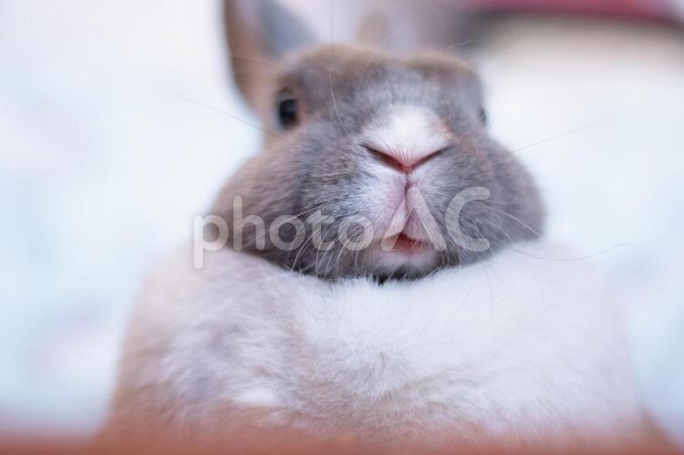 室内でくつろぐうさぎ うさぎ,ペット,室内の写真素材